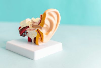 The anatomical model of the ear in the blue background.